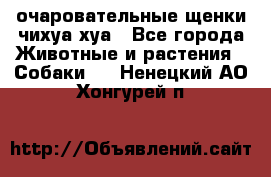 очаровательные щенки чихуа-хуа - Все города Животные и растения » Собаки   . Ненецкий АО,Хонгурей п.